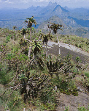Northern Mossambique